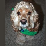Killian, the Cocker Spaniel
