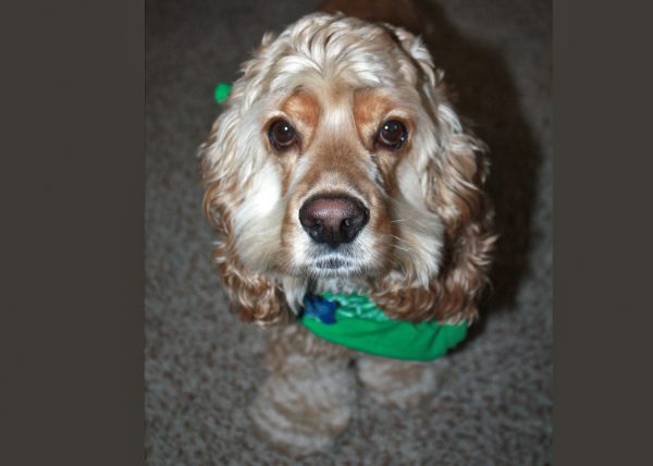 Pet Photography-Cocker Spaniel