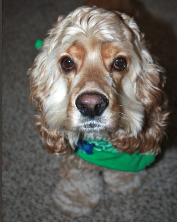 Pet Photography-Cocker Spaniel
