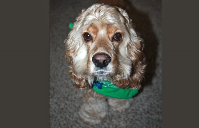 Pet Photography-Cocker Spaniel