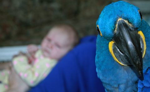 Pet photography-Hyacinth Macaw