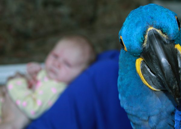 Pet photography-Hyacinth Macaw