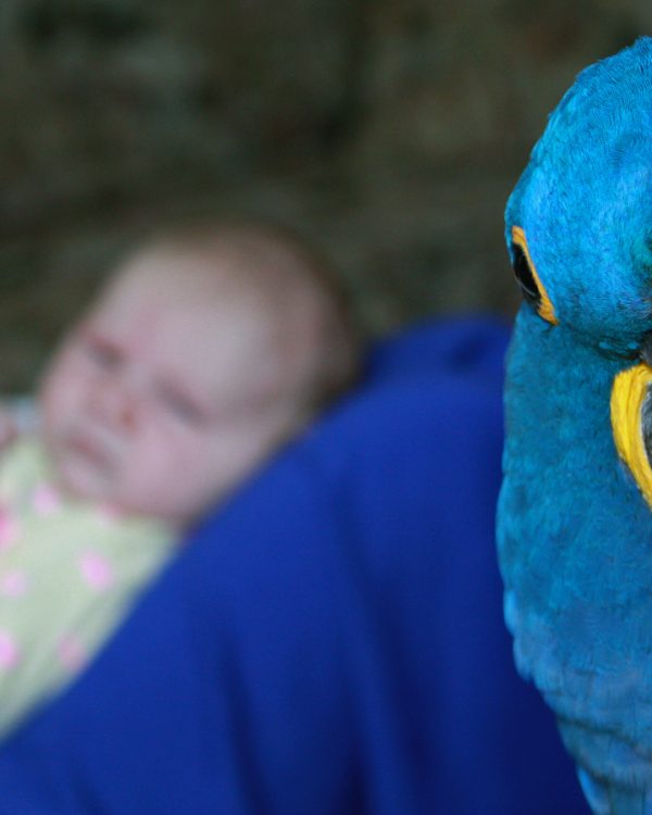 Pet photography-Hyacinth Macaw