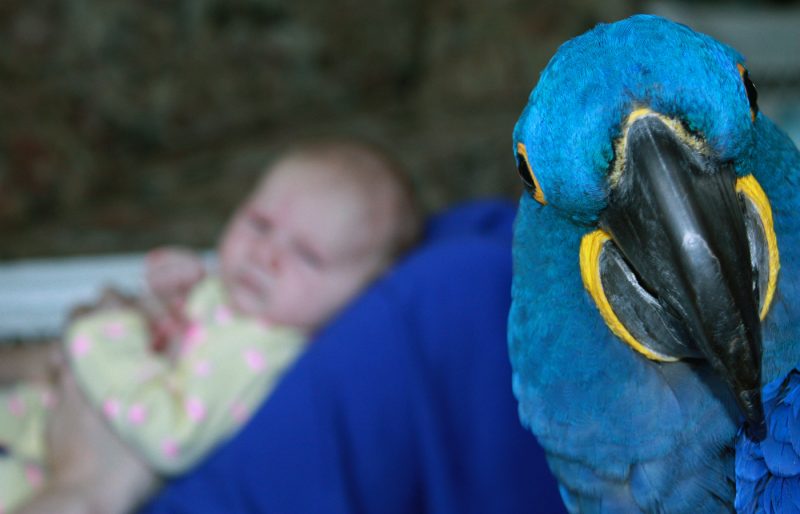 Pet photography-Hyacinth Macaw